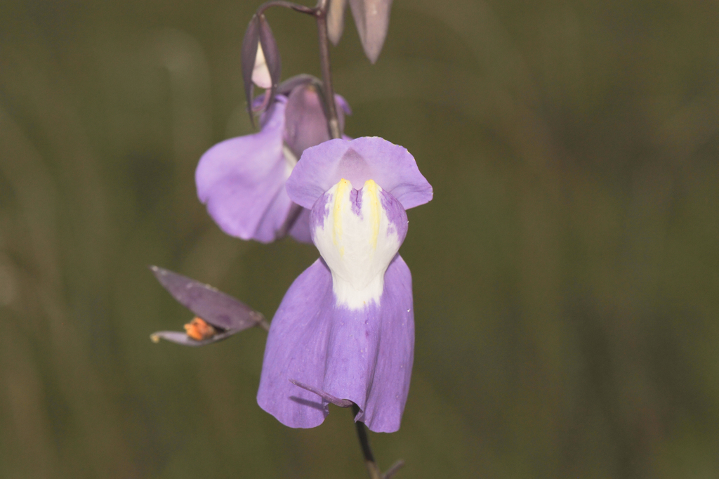 Utricularia humboldtii