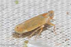 Duilius bipunctata