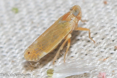 Duilius bipunctata
