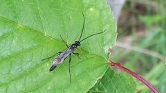 Limneriini