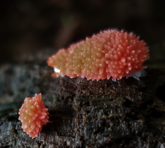 Tubifera ferruginosa acutissima