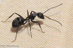 Camponotus micans