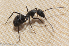 Camponotus micans