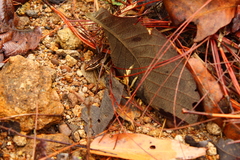 Lithobates magnaocularis