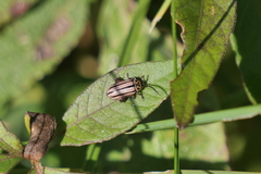 Disonycha bicarinata