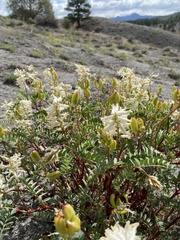 Astragalus pattersonii
