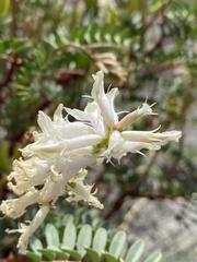 Astragalus pattersonii