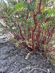 Astragalus pattersonii