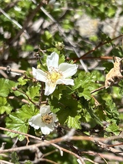Rubus deliciosus