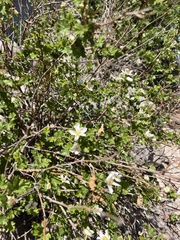 Rubus deliciosus
