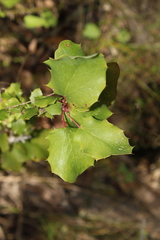 Berberis actinacantha
