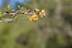 Berberis actinacantha