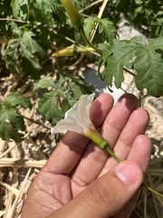 Distimake dissectus dissectus