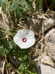 Distimake dissectus dissectus