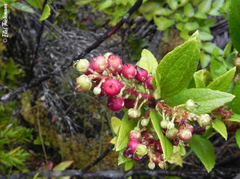 Gaultheria insana