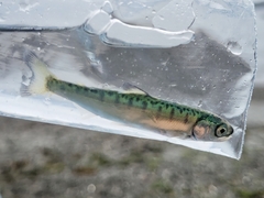 Chum Salmon photo 3