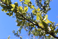 Berberis actinacantha