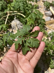 Distimake dissectus dissectus