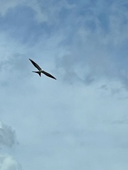 Elanoides forficatus image