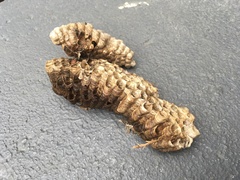 Mischocyttarus mexicanus