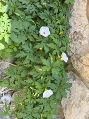 Distimake dissectus dissectus