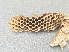 Mischocyttarus mexicanus