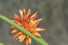Stegolepis guianensis