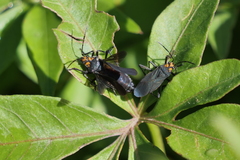 Oncopeltus luctuosus