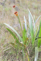 Stegolepis guianensis