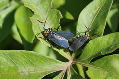 Oncopeltus luctuosus