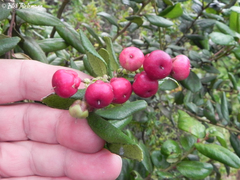 Gaultheria insana