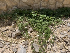 Distimake dissectus dissectus