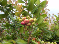 Gaultheria insana
