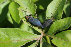 Oncopeltus luctuosus