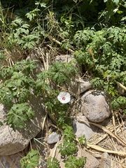 Distimake dissectus dissectus