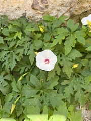 Distimake dissectus dissectus