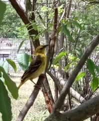 Ploceus cucullatus