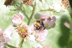 Bombus vandykei