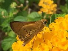 Cephrenes trichopepla