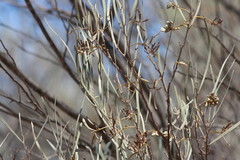 Acacia aneura