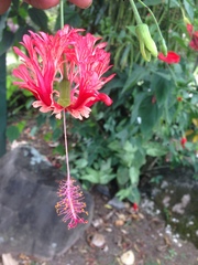 Hibiscus schizopetalus