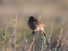 Calcarius ornatus