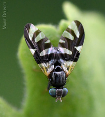 Sphaeniscus sexmaculatus
