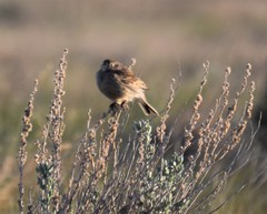 Calcarius ornatus