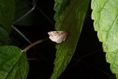 Lepidoptera