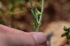 Linum nodiflorum