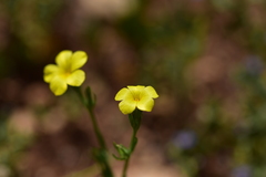 Linum nodiflorum