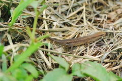 Saproscincus basiliscus