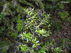 Gaultheria phillyreifolia