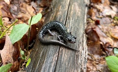 Plethodon cylindraceus